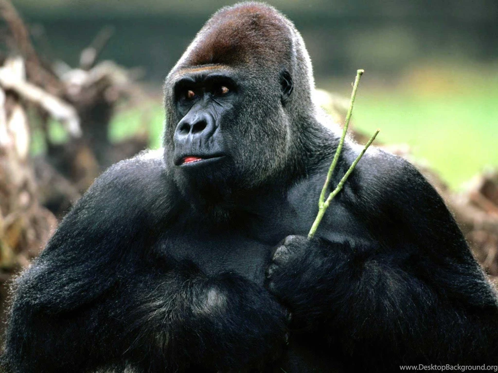 Wild Animals Wallpapers