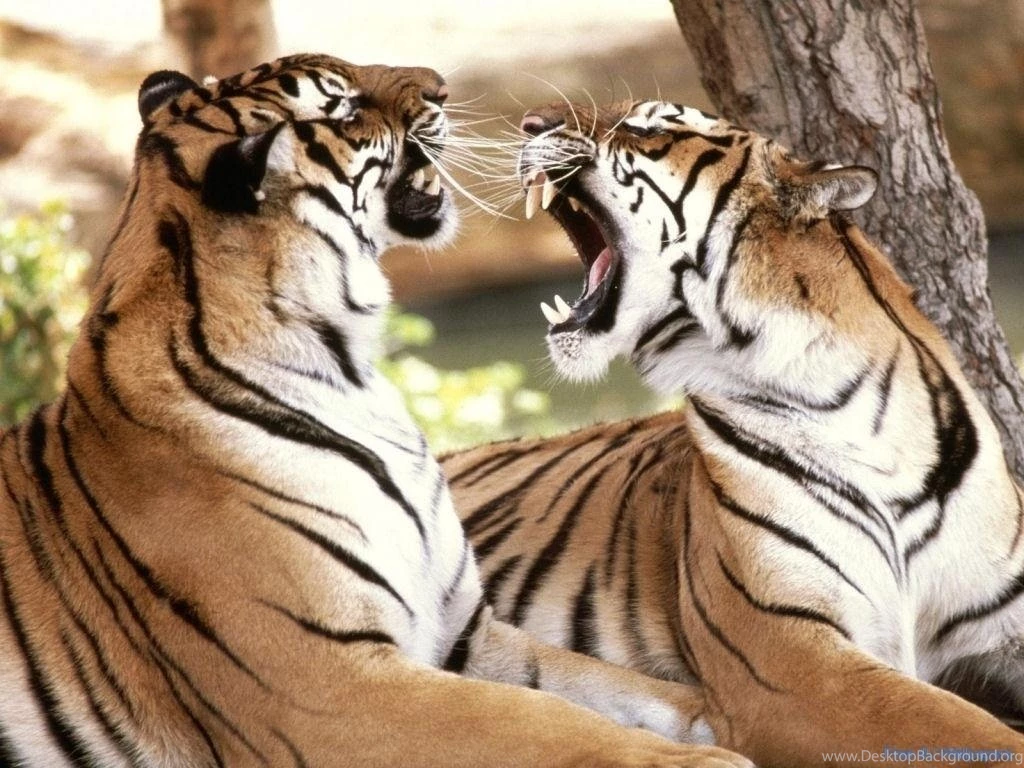 Cool Wild Animal Wallpapers Desktop Background