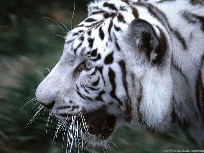 Wildlife Animal Wallpapers 17   Wallcoo.net