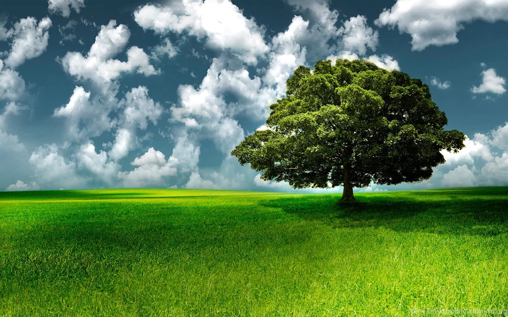 Wallpapers Asus Nature Wood Widescreen Eee Pad Transformer ...