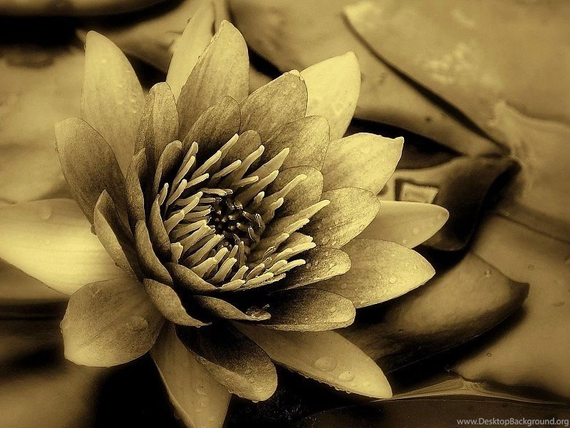 Lotus Flower Best Wallpapers Free Desktop Backgrounds And Wallpapers