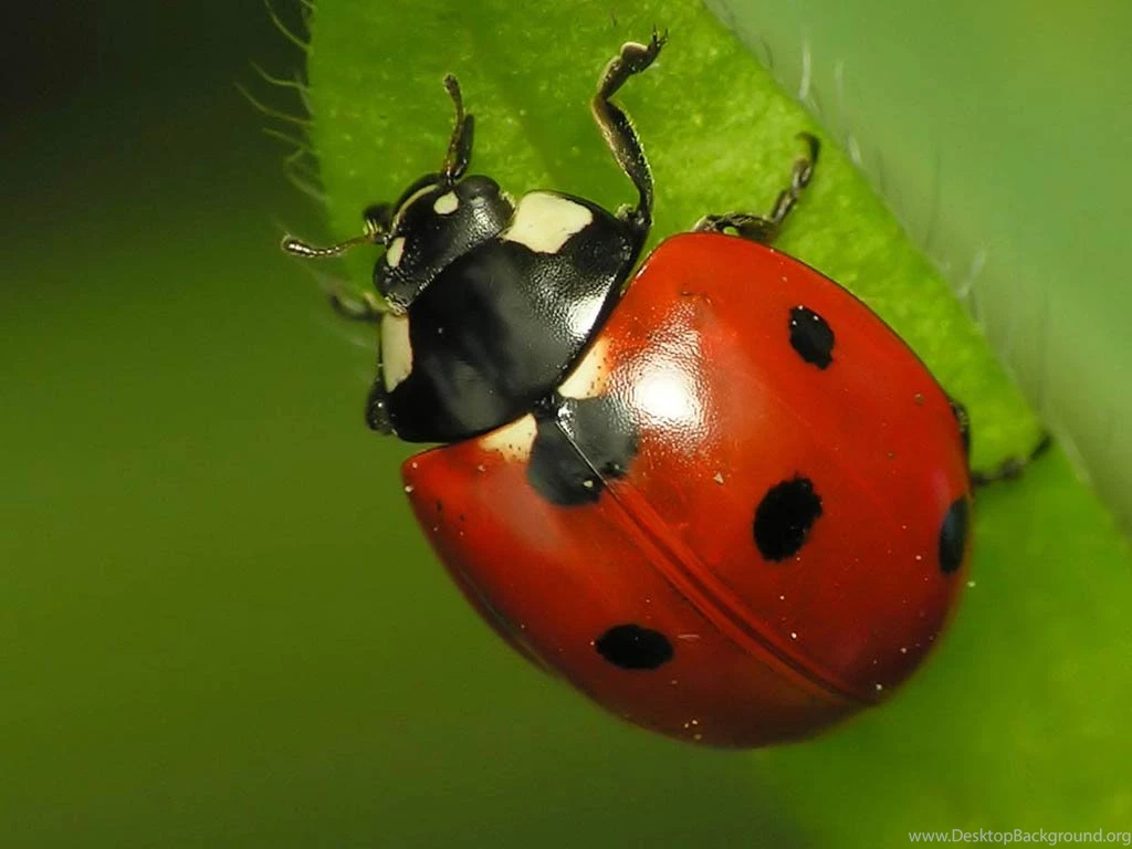 Ladybug HD Wallpapers