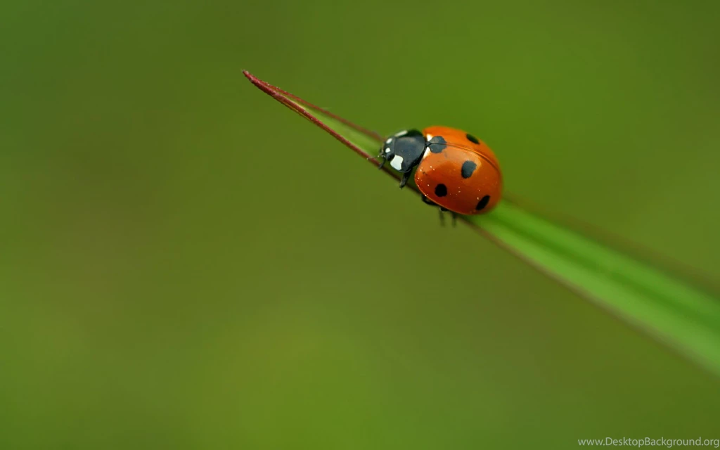 10 Lovely HD Ladybug Wallpapers HDWallSource.com