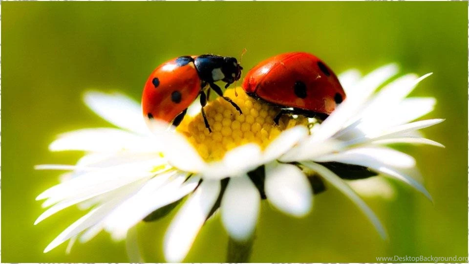 Ladybug Wallpapers Android Apps On Google Play