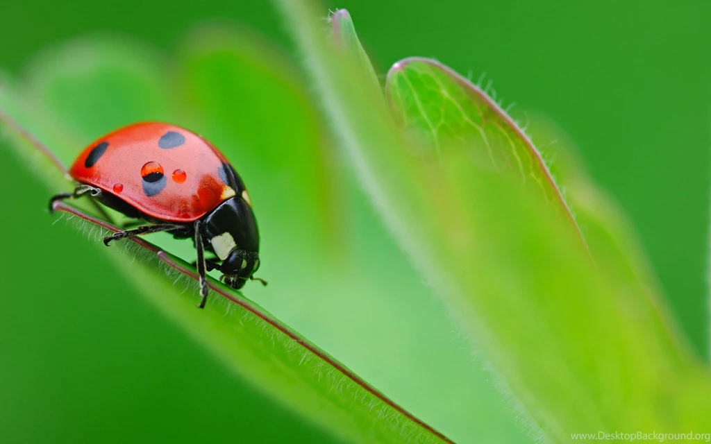 21+ Lady Bug Wallpapers, Backgrounds, Images