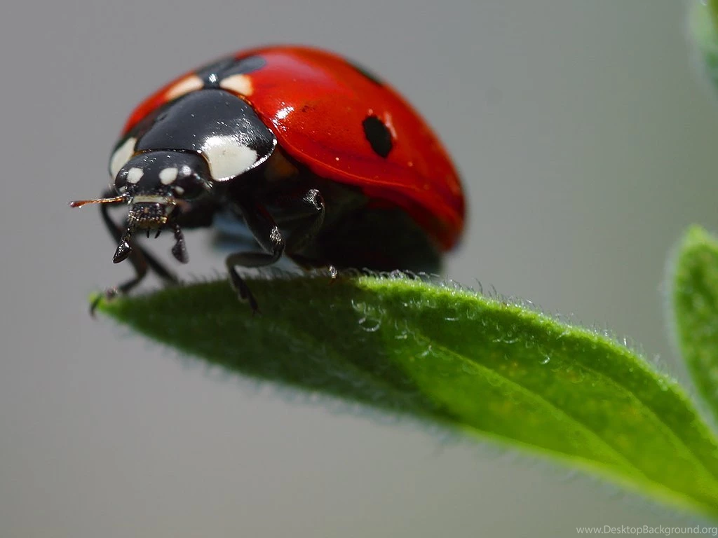 Free Ladybug Wallpapers Animals Town
