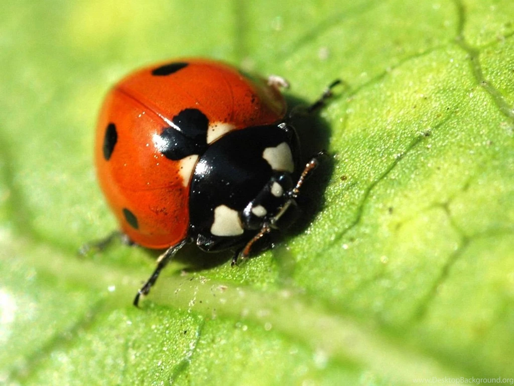 Ladybug Wallpapers Wallpapers Free Ladybug Wallpapers Wallpapers ...