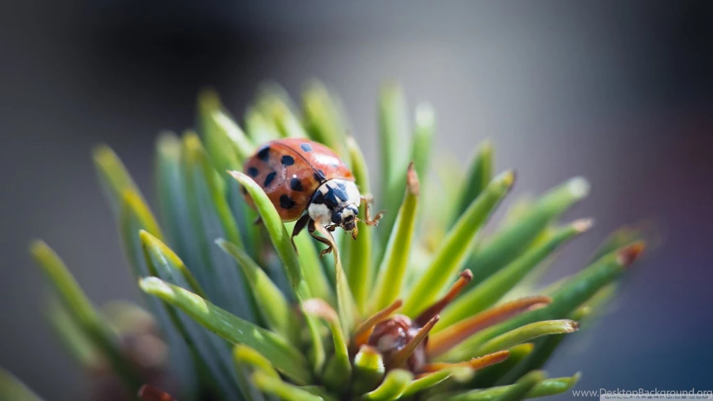 21+ Lady Bug Wallpapers, Backgrounds, Images
