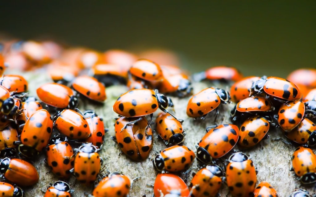 269 Ladybug HD Wallpapers