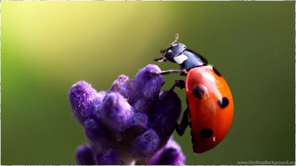 Ladybug Wallpapers Android Apps On Google Play