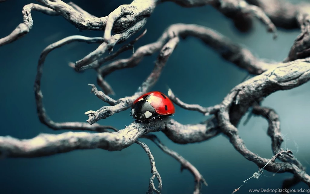 Ladybug Wallpaper Backgrounds