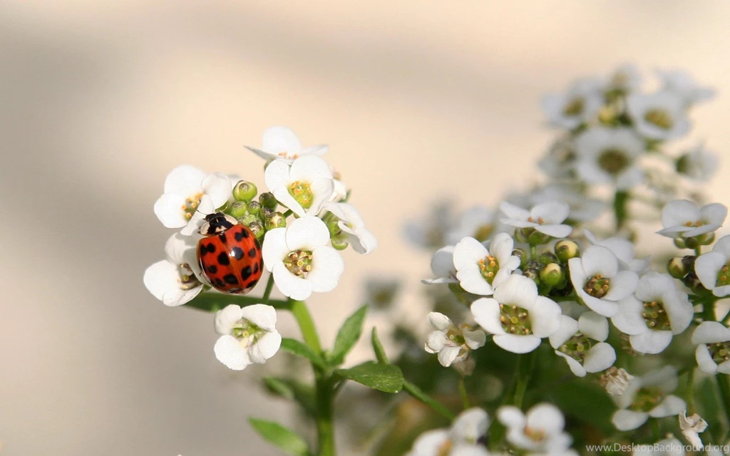 Other Ladybug Flowers Ladybugs Wallpapers Pictures Free ~ Other For ...