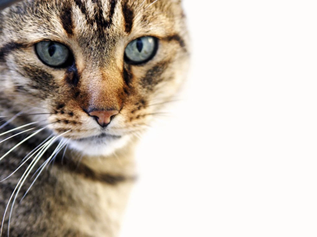 Desktop Wallpapers · Gallery · Animals · Pet Peek