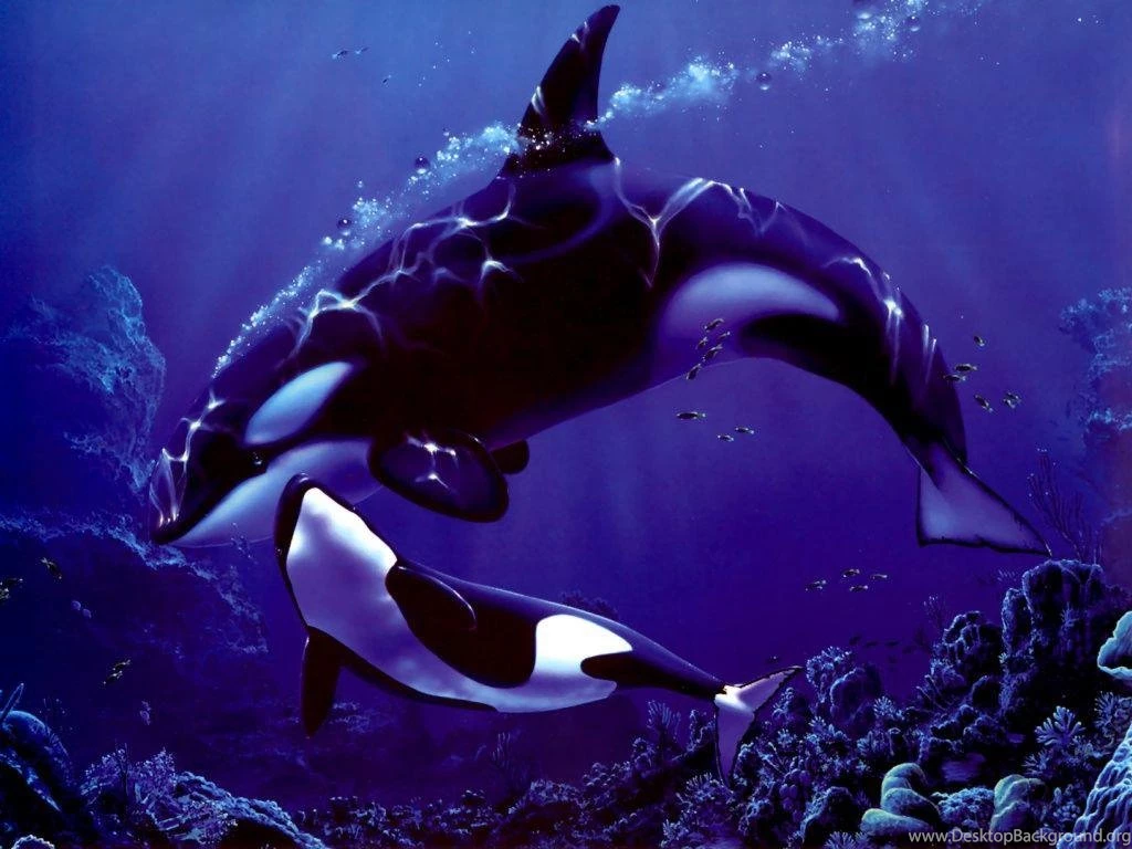 Orca Wallpapers Wallpapers Cave