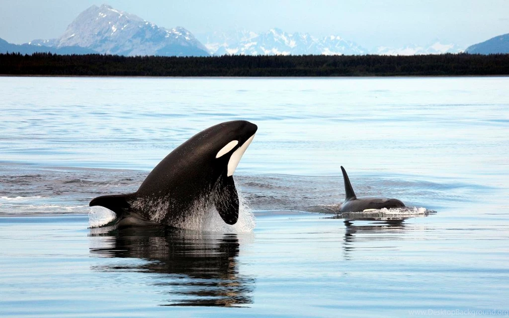 Beautiful Orca Wallpapers
