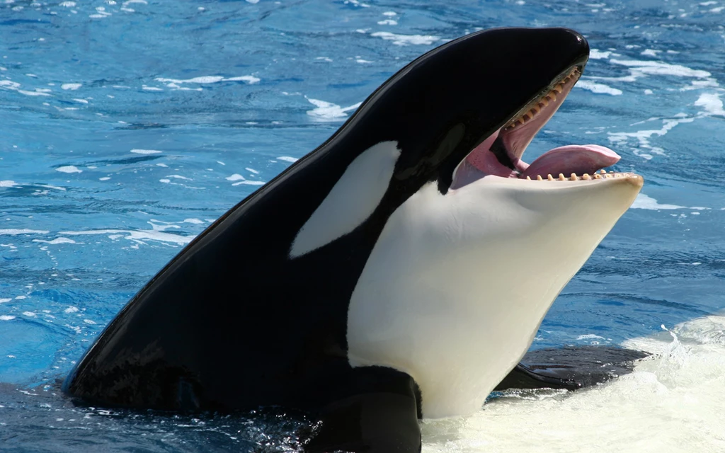 2560x1600 Orca, Sea, Keith, Ice Wallpapers And Pictures 52757