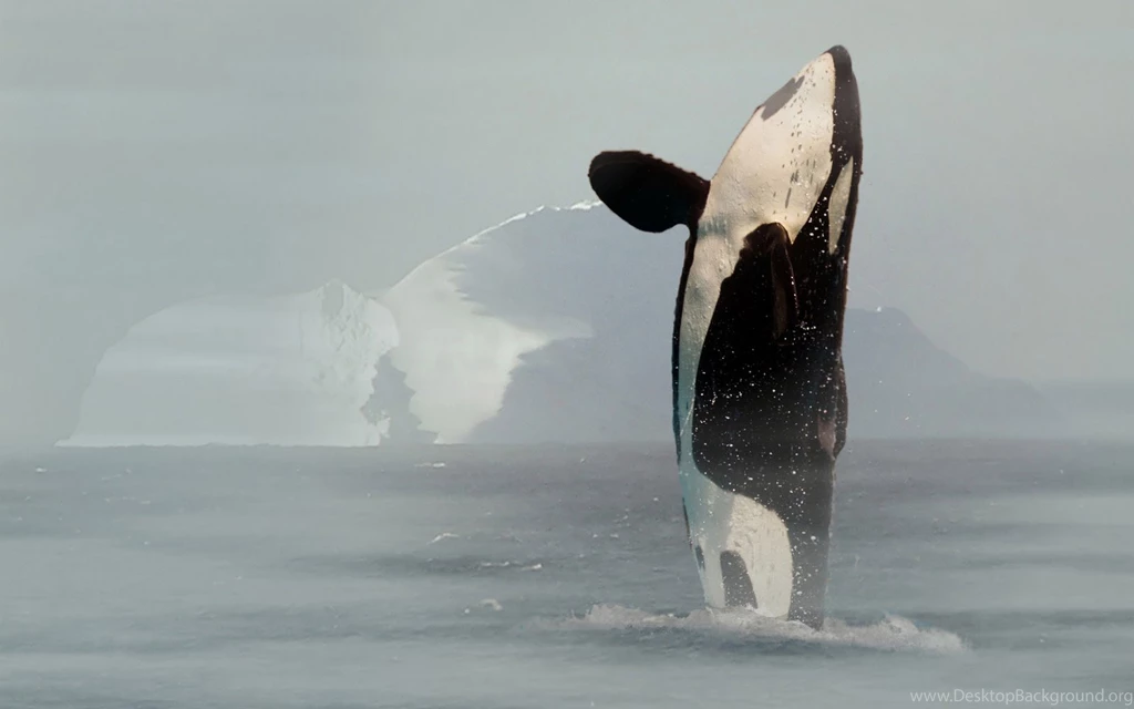 Wild Orca Wallpapers Wallpaper.