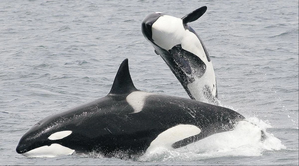 Orca 2 High Definition : Widescreen Wallpapers