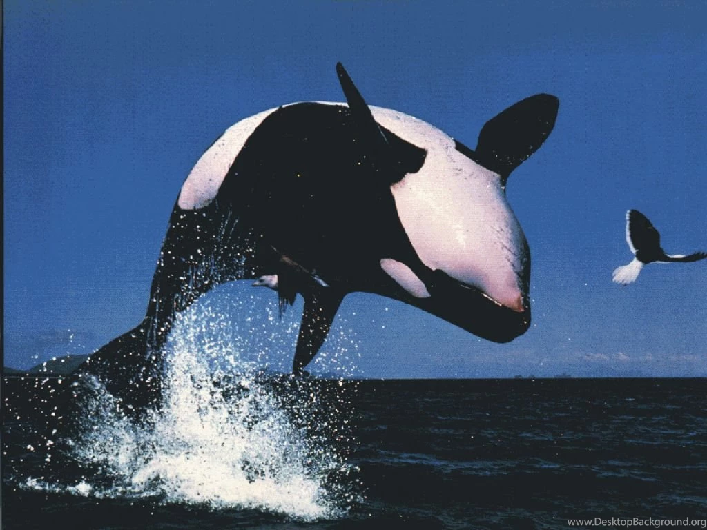 Orca Whale Wallpapers Wallpapers Cave