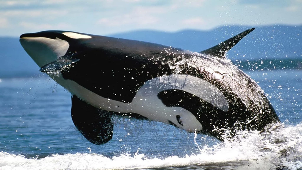 Wallpapers Killer Whale Free Hd Orcinus Orca X 1920x1080