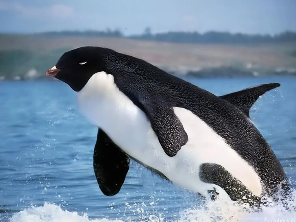 Funny Orca Wallpapers