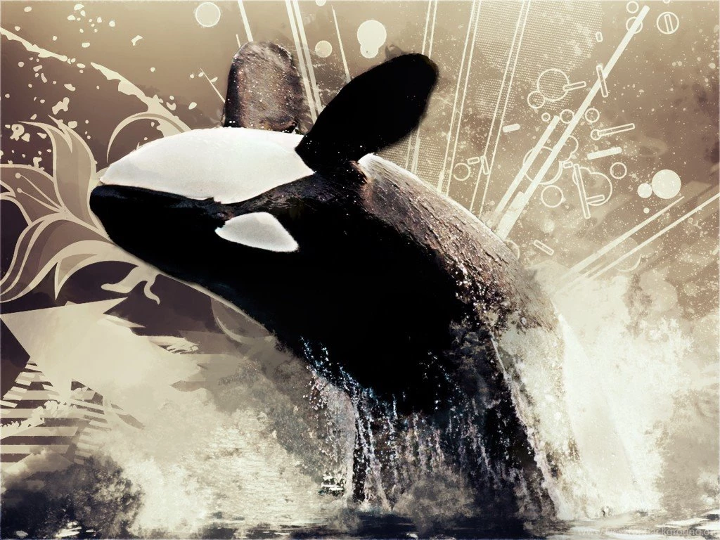 Orca Wallpapers   Gallery   Wallpapers For All
