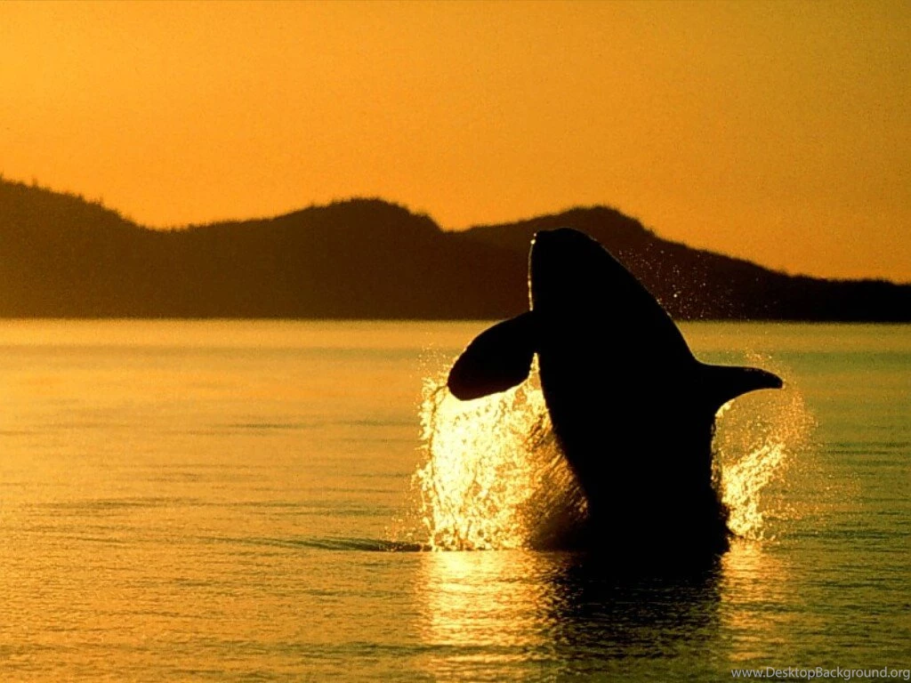 XMWallpapers.com Wallpapers Other Oceans And Rivers Orca ...