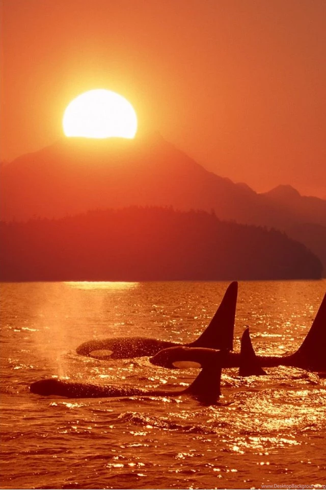Download Free Nature Wallpapers Orca With Size 640x960 Pixels For ...