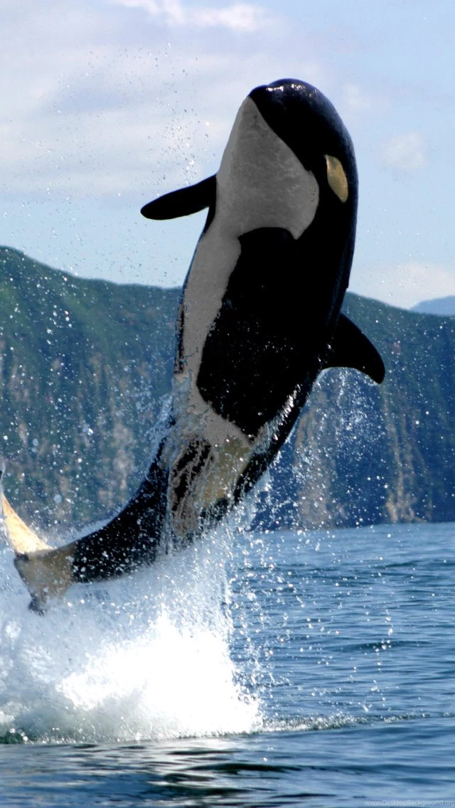 Orca In The Atlantic Ocean Wallpapers For Iphone 5 Desktop Background