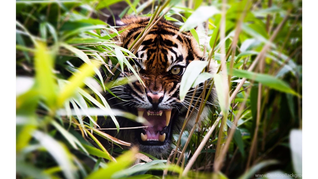 Inspirational 2016 Jungle Book Movie 4K Wallpapers