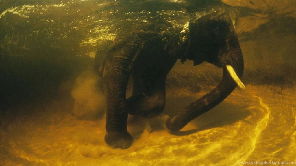 Download HD Animals, Elephants, Underwater, Africa, Nature ...