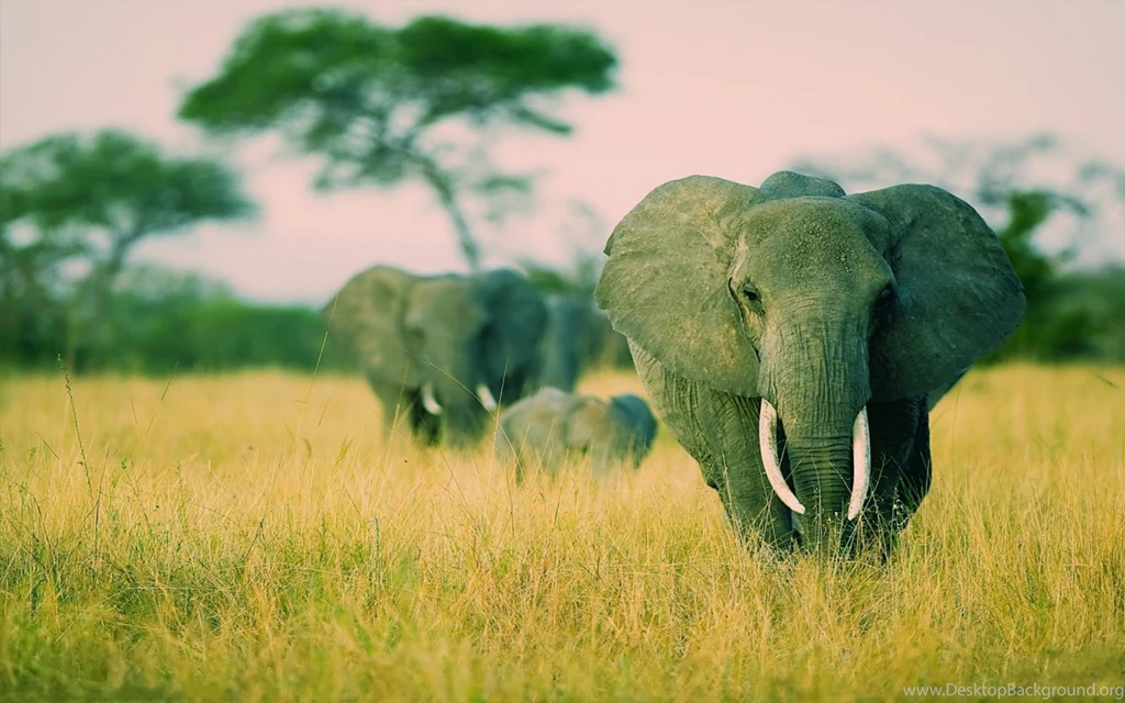 Elephants Windows 7 Savannah Theme Wildlife HD Wallpapers
