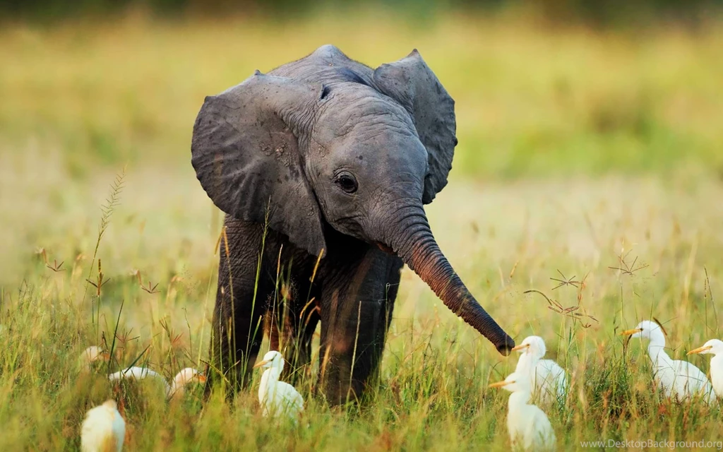 Cute Baby Elephant Wallpapers