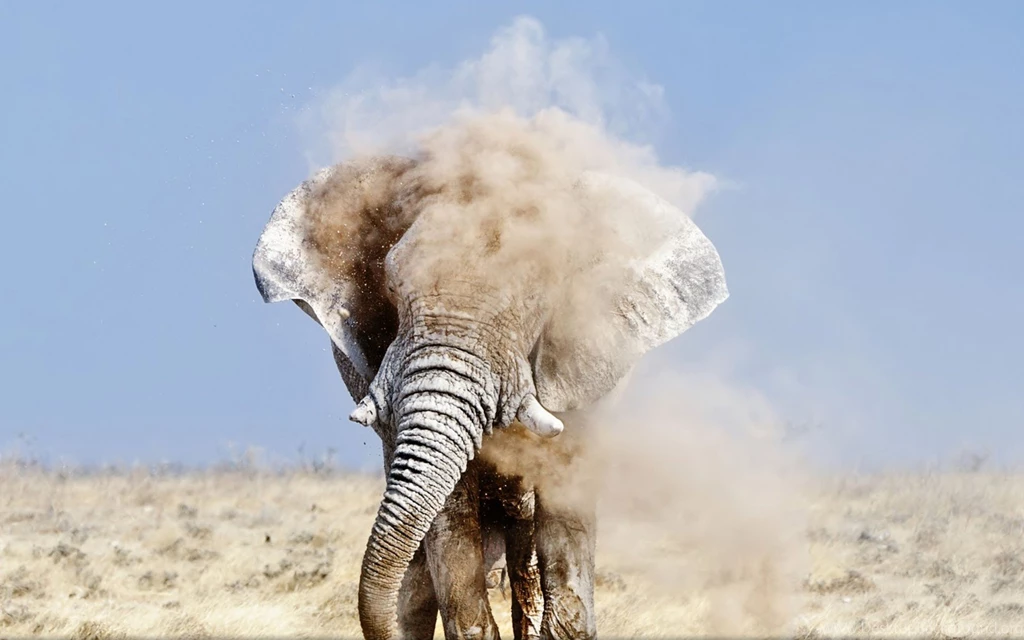 Elephant Full Of Dust Desktop Backgrounds HD 1920x1200