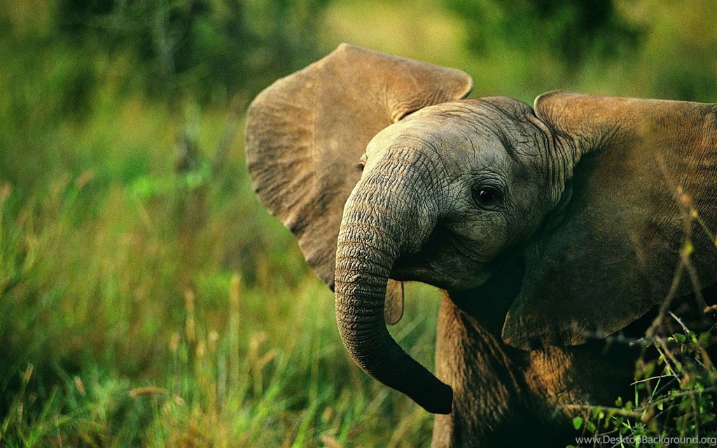 Lovely Elephant Baby Wallpapers Pictures Photos Images. Elephant ...