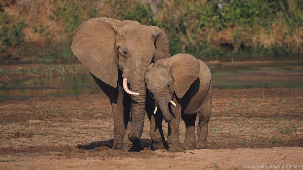 Elephant Desktop Wallpapers Wallpapers Cave