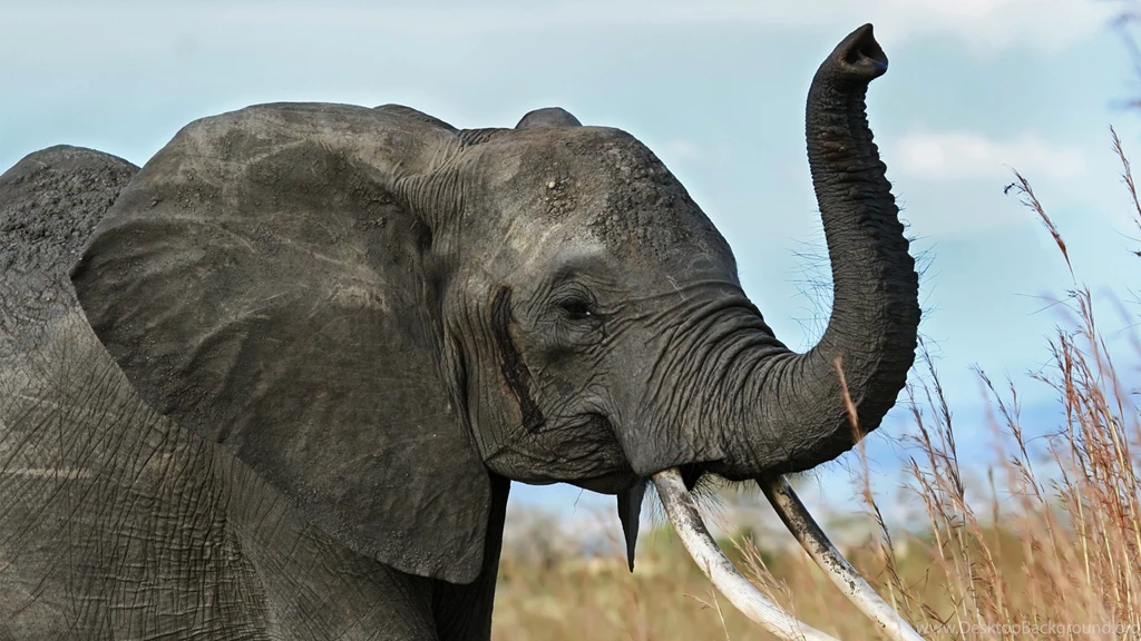 Mac iMac 27 Elephant Wallpapers HD, Desktop Backgrounds 2560x1440