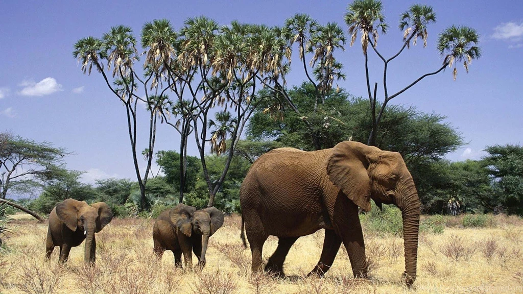Top Elephant In Forest Wallpapers For Desktop Zibrato