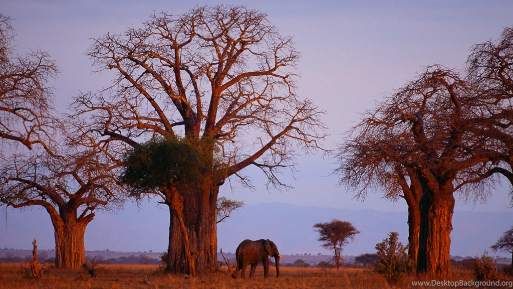 African Elephant Desktop Backgrounds HD 1920x1080