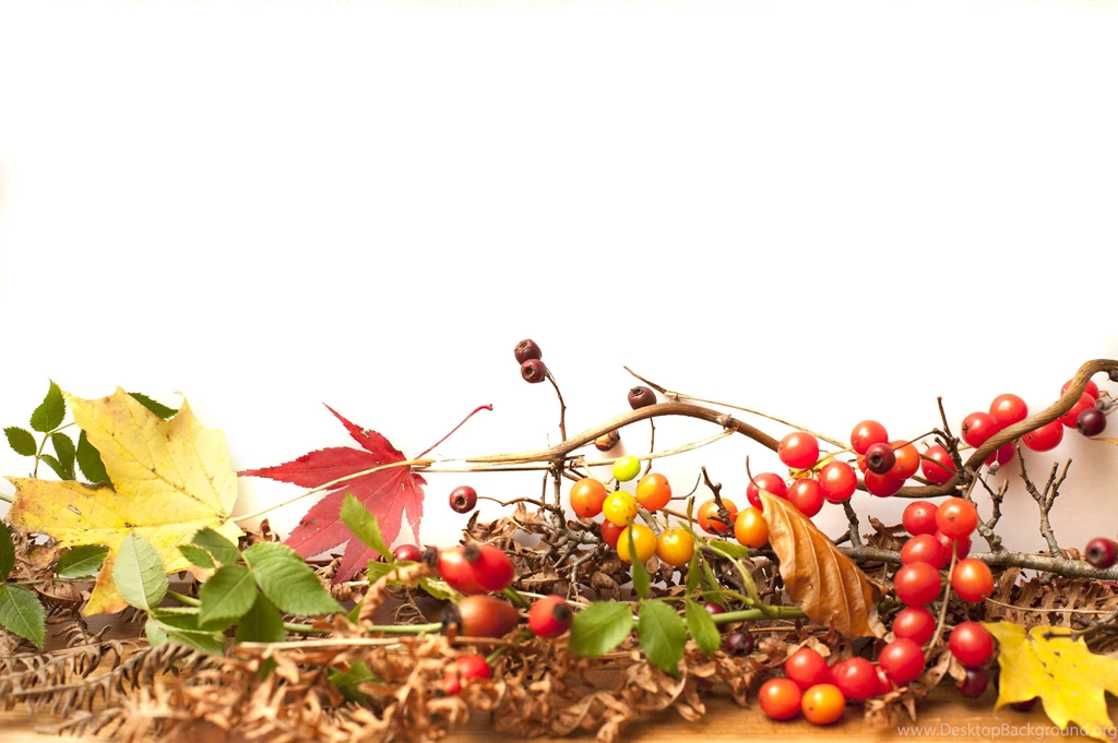Free Stock Photo 9987 Autumn Backgrounds