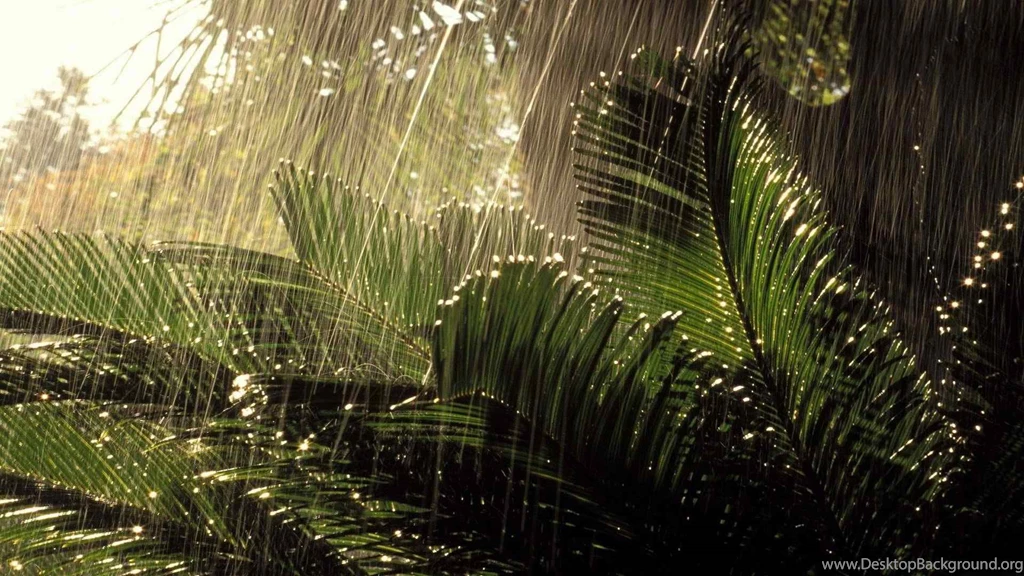 Rainy Nature HD Wallpapers ~ Toptenpack.com