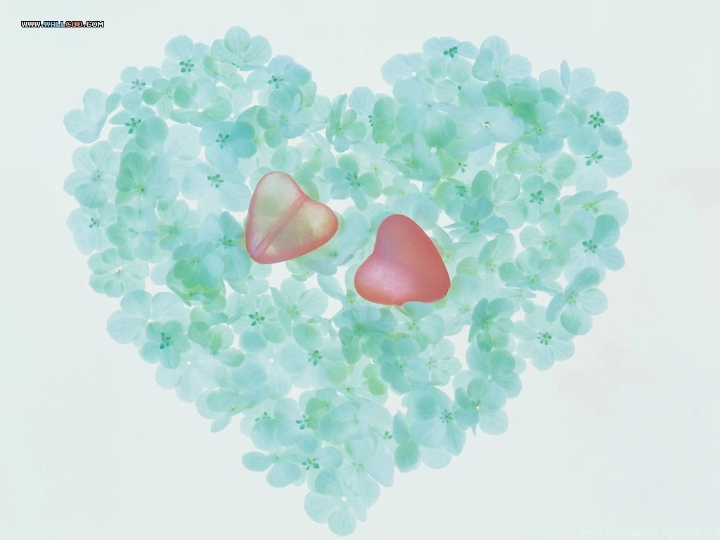 Valentine Wallpapers   Valentine Flowers   Valentine Rose19 ...