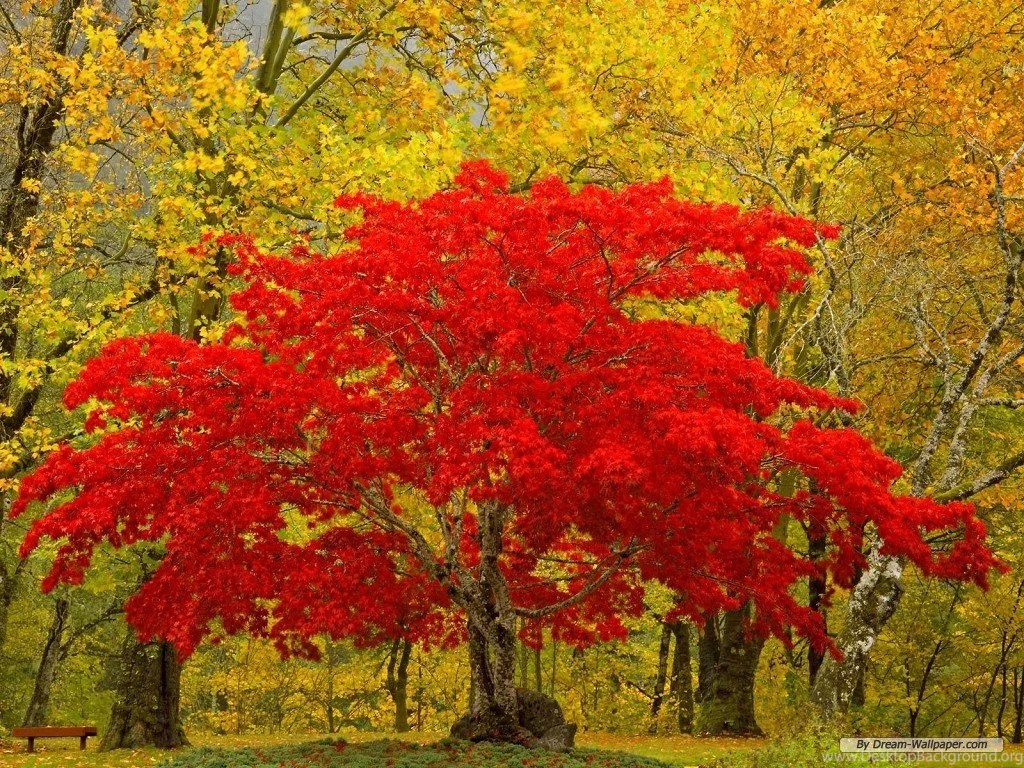 Free Wallpapers Free Nature Wallpapers Natural Scenery 2 ...