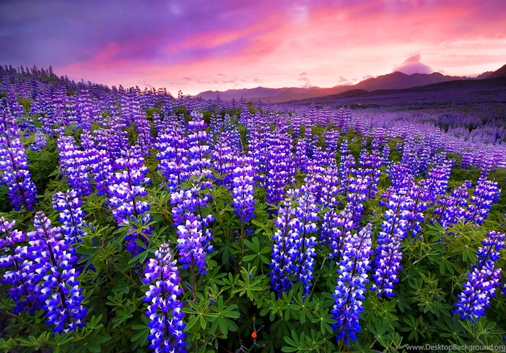 Hd Nature Wallpapers, Landscape, View, Natural Images, Cute ...