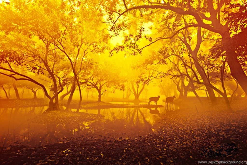 Golden Morning Nature Wallpapers   New HD Wallpapers