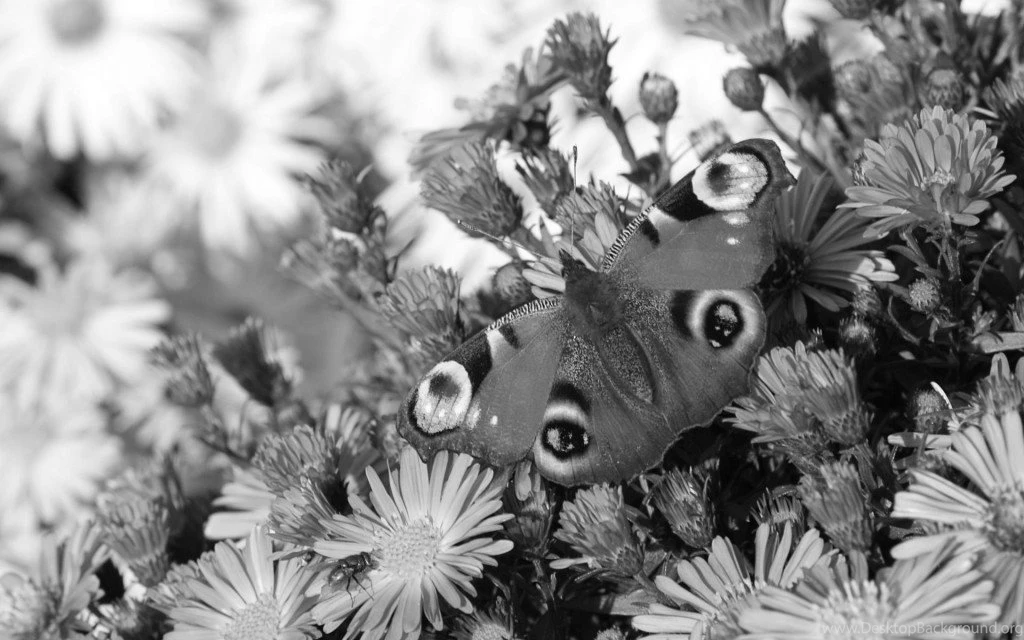 Black And White Peacock Butterfly Wallpapers : Flowers. Butterfly ...