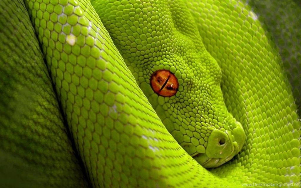 Lime Green Snake Wallpapers Download Wallpapers (