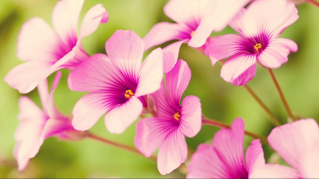 HD Wallpapers Pink Wallpapermonkey.com