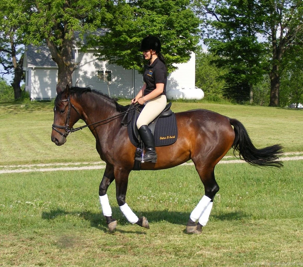 Riding School Horse Wallpapers