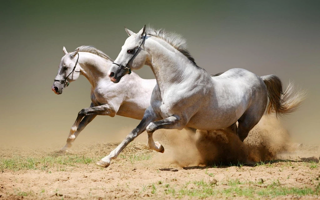 Free Download Wallpapers HD : Horse Animal 2013 High Resolution Hd ...